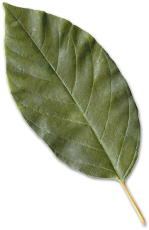 Кухни ZOV СПБ Кухни ЗОВ СПБ